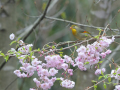 枝垂桜と相思鳥