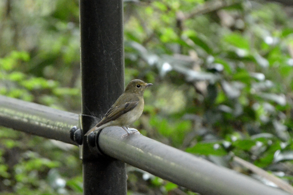 これコサメビタキ2 ？