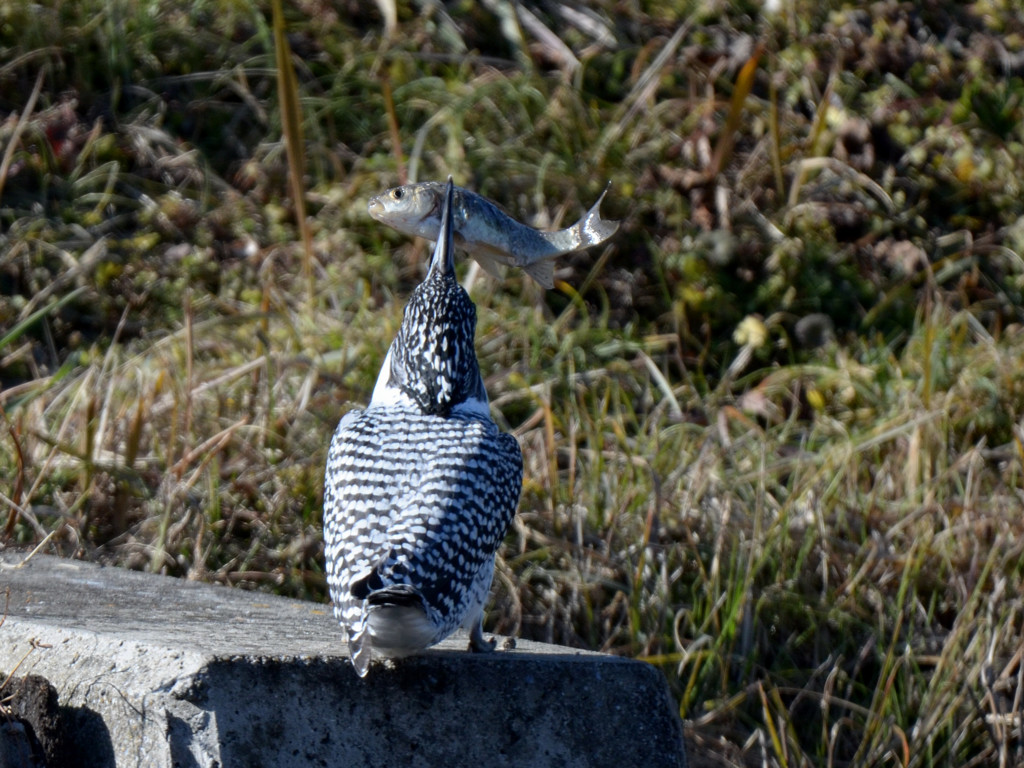 魚の仕留め方教えます。4