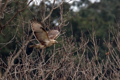 ノスリ　飛び物