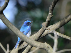 幸せの青い鳥