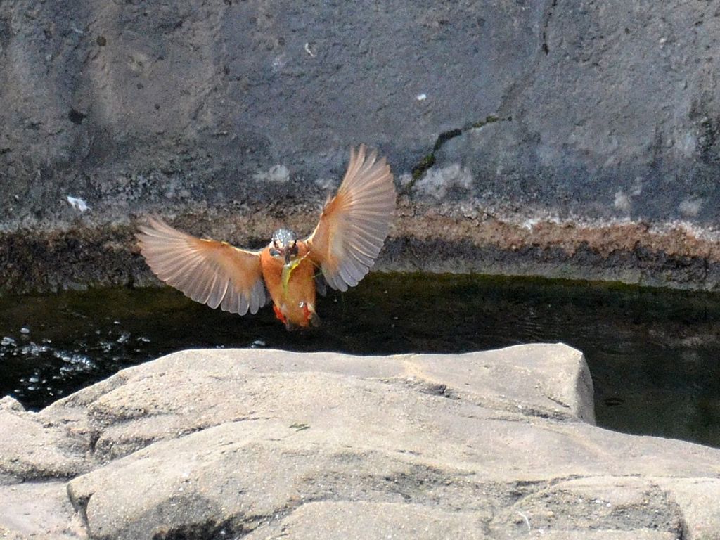 「エビ捕ったぞー」　万歳！