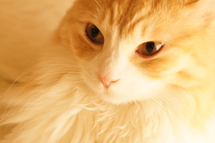 猫カフェ
