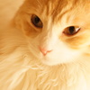 猫カフェ
