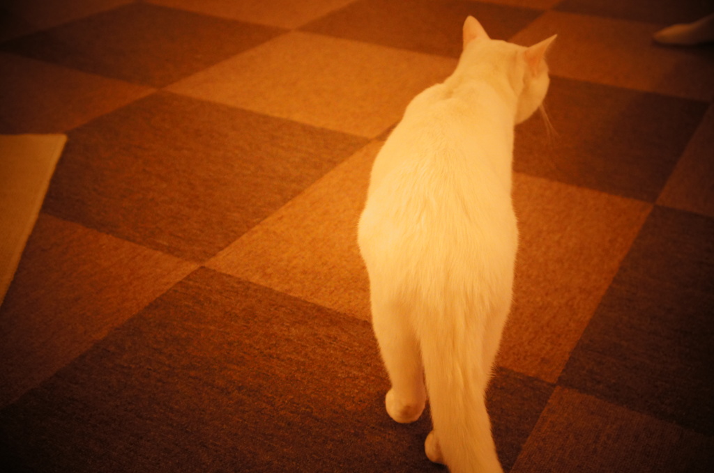 猫カフェ