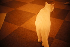 猫カフェ