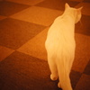 猫カフェ
