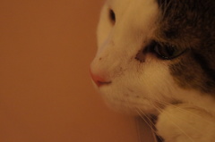 猫カフェ