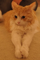 猫カフェ