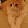 猫カフェ
