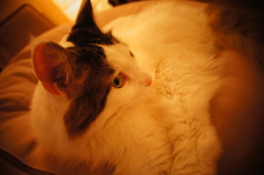 猫カフェ