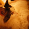 猫カフェ