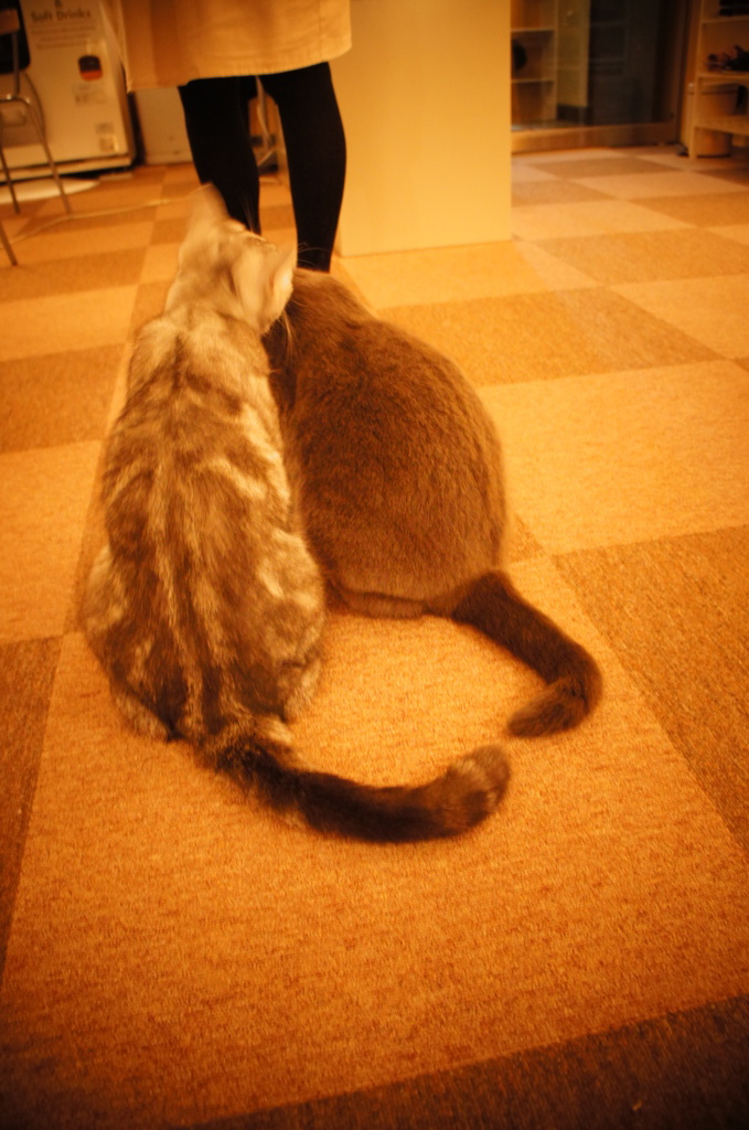 猫カフェ