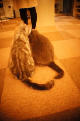 猫カフェ