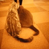 猫カフェ