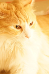 猫カフェ