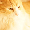 猫カフェ