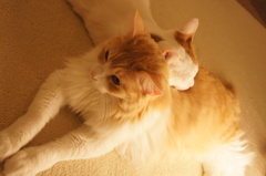猫カフェ