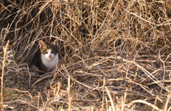 人だったら、美女だな。美猫。