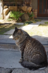 ねこ　直島暮らし