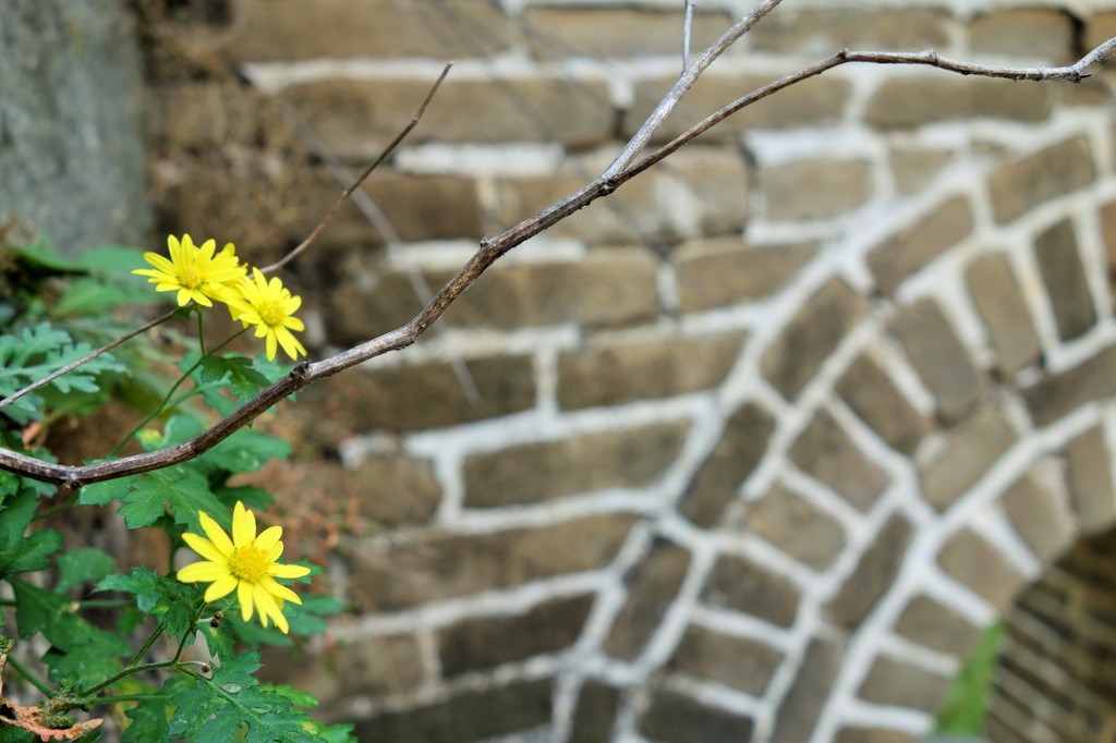 万里の花