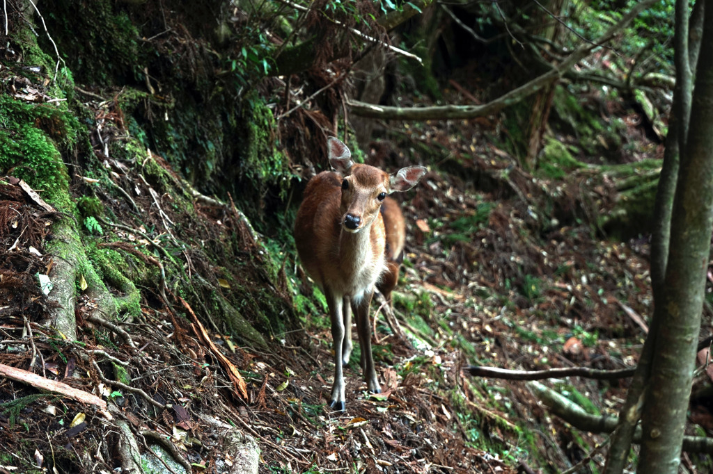 ヤクジカ