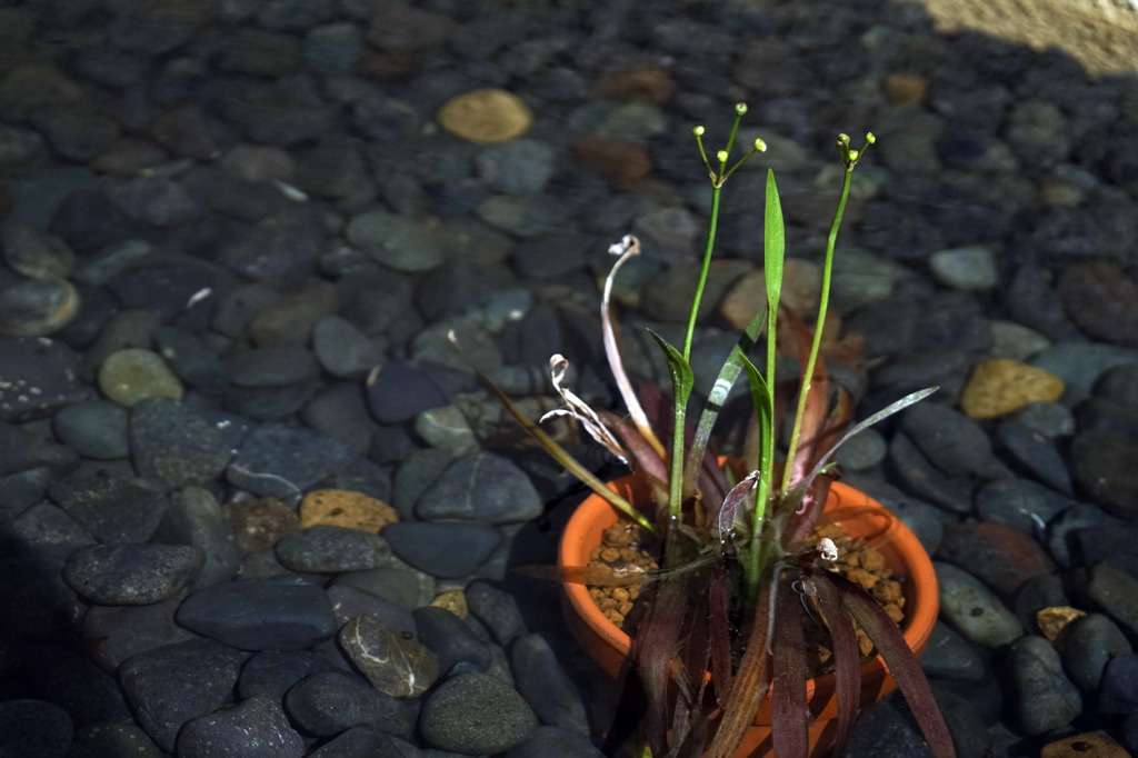 魚が泳ぐ花瓶。