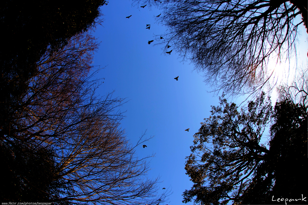 Fly to Yoyogi sky