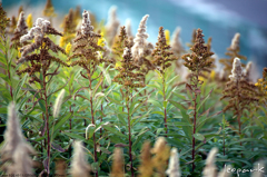 Noname Plant