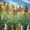 Noname Plant