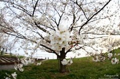 Sakura in Kawaguchi
