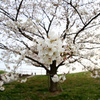 Sakura in Kawaguchi