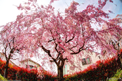 Sakura in Hibarigaoka