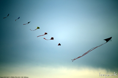 kite in the sky