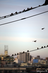 sparrow