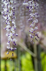 雨上がりの藤の花