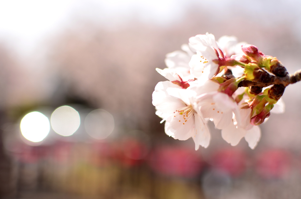 桜つづけ