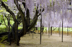 桃色の天井