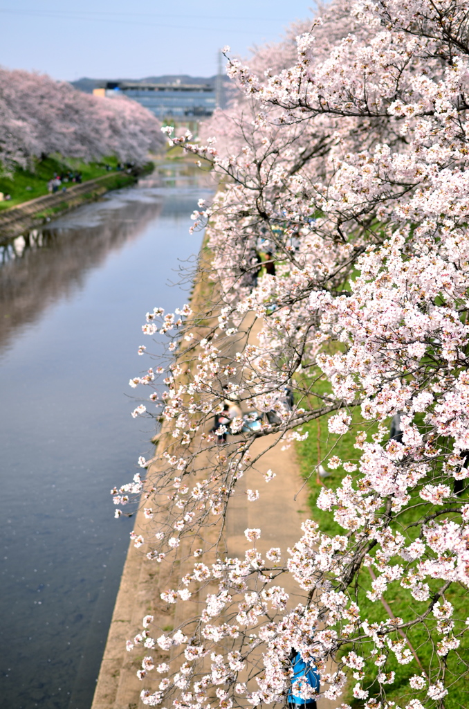 桜並木
