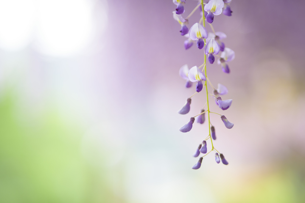 藤の花