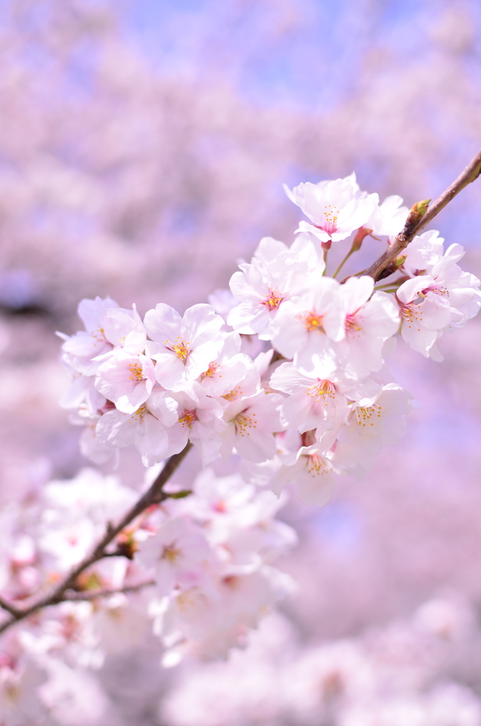 sakura 