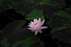 睡蓮