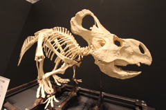 モンゴル恐竜化石展
