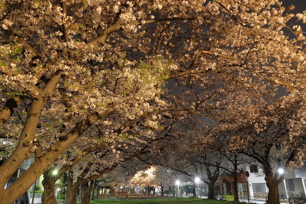 朝桜