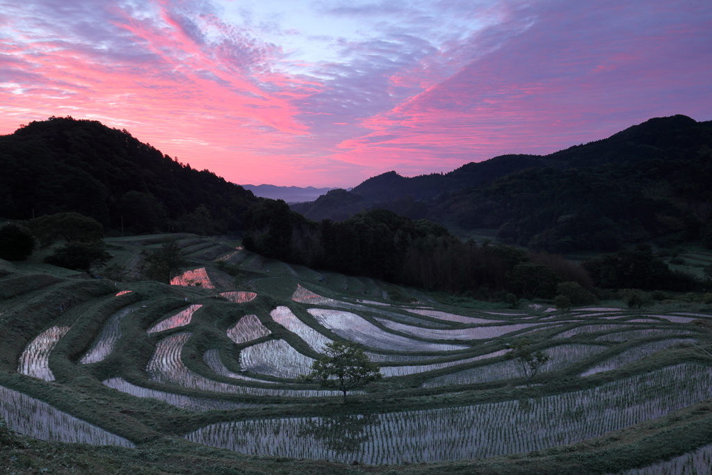 大山千枚田