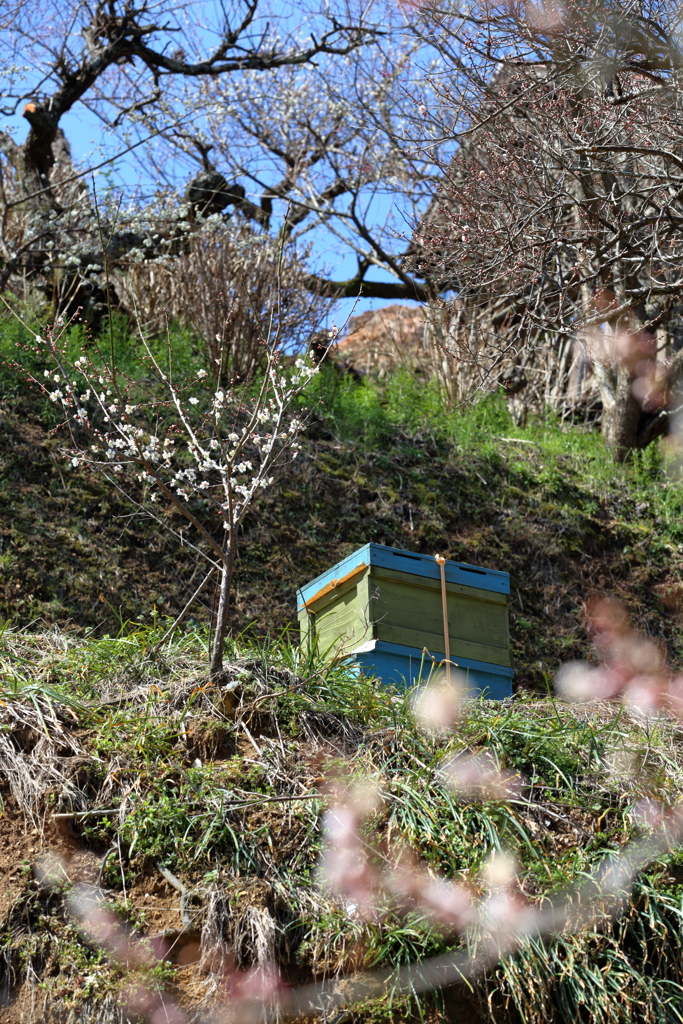 里の住人