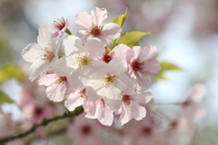 葉桜