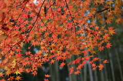 北野天満宮