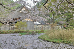 散り桜