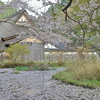 散り桜